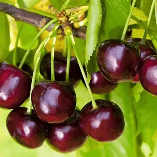 саженцы черешни в питомнике