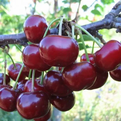 саженцы дюка (черевишни)