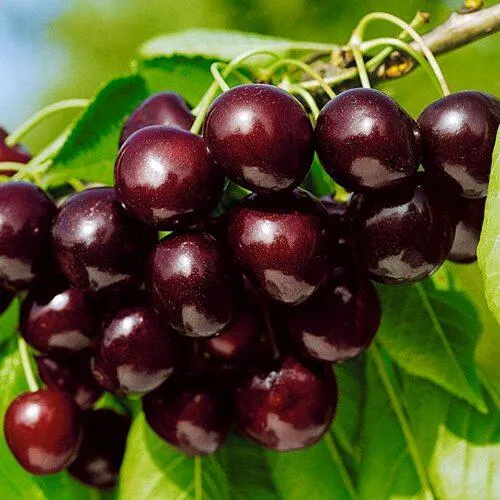 Черешня ВИТЯЗЬ  Черешня ВИТЯЗЬ в Пскове