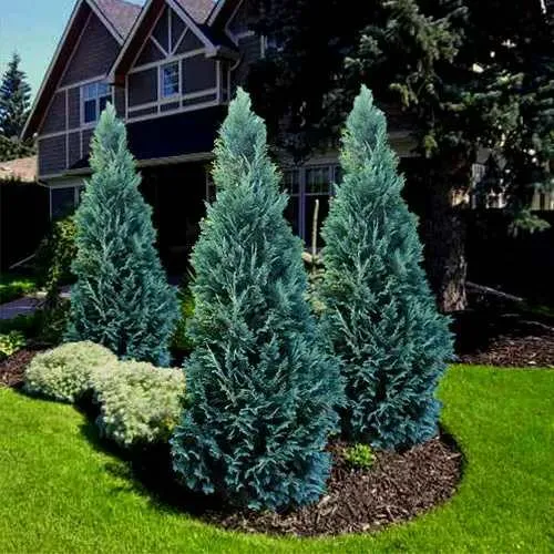 Кипарисовик ВАН ПЕЛЬТС БЛЮ лавсона в Пскове