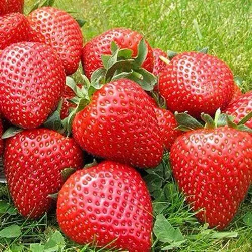 Клубника ЭЛИАНЕ в Пскове