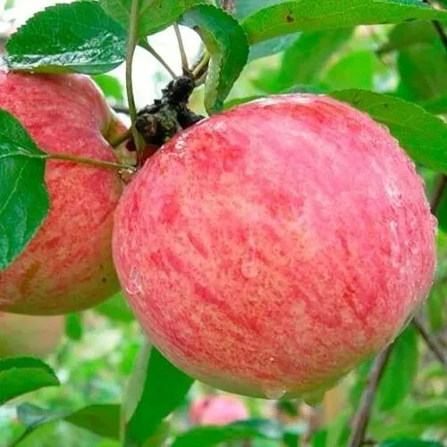 Яблоня КОРИЧНОЕ ПОЛОСАТОЕ в Пскове