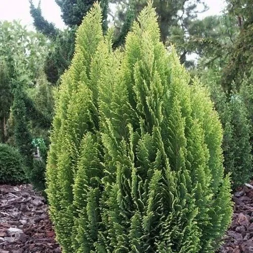 Кипарисовик ЭЛВУДИ ЭМПАЙР лавсана в Пскове