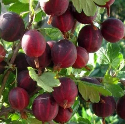 Cаженцы крыжовника оптом в Пскове