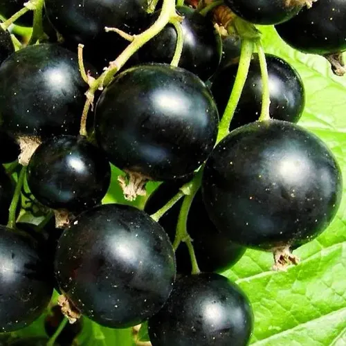 Смородина черная ДАЧНИЦА в Пскове