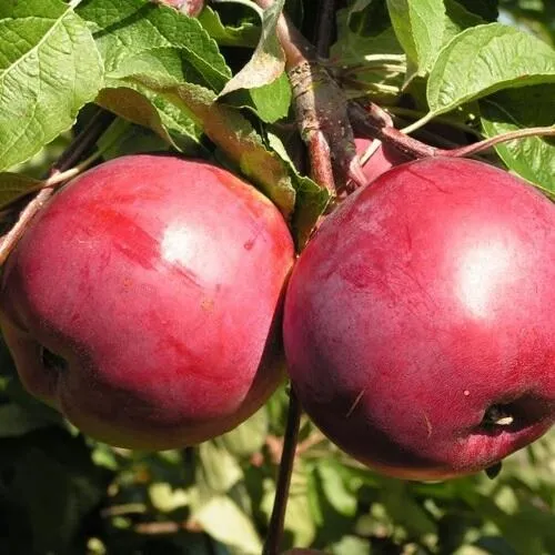 Яблоня ДАРУНАК  Яблоня ДАРУНАК в Пскове