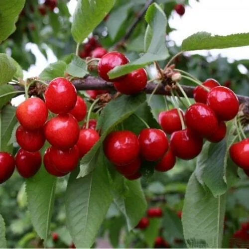 Черешня ДОНЕЦКАЯ КРАСАВИЦА  Черешня ДОНЕЦКАЯ КРАСАВИЦА в Пскове