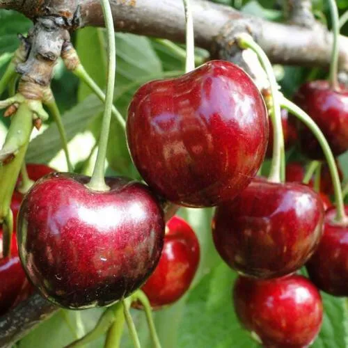 Черешня САШЕНЬКА  Черешня САШЕНЬКА в Пскове