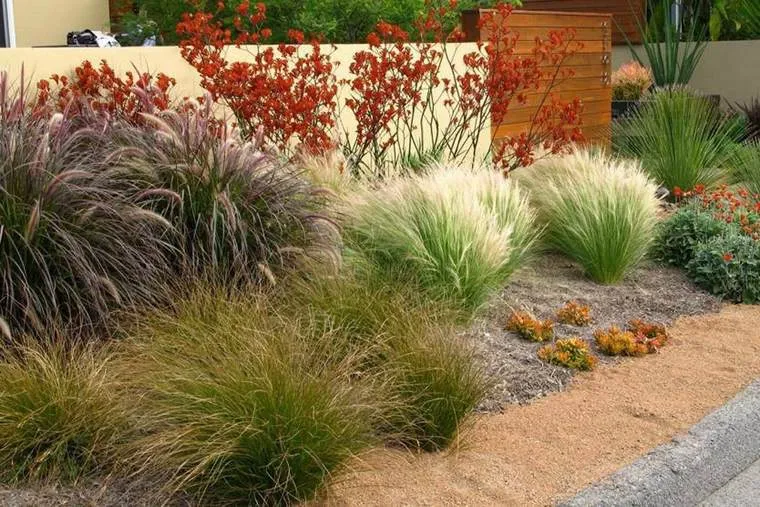 Обновление ассортимента саженцев злаков на осень 2025 года!