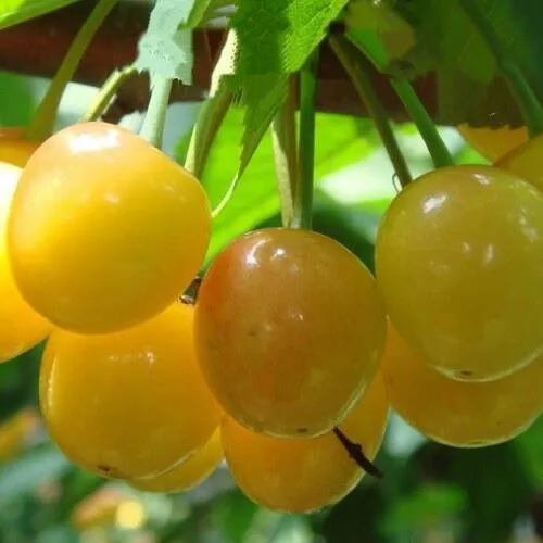 Черешня ЯНТАРНАЯ  Черешня ЯНТАРНАЯ в Пскове