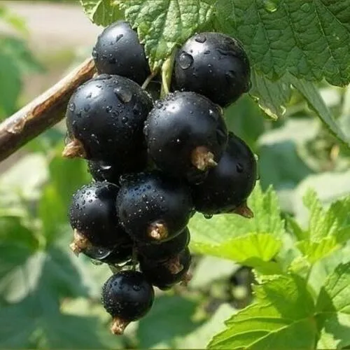 Смородина черная ПИГМЕЙ  Смородина черная ПИГМЕЙ в Пскове