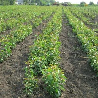 Подвой груши ДИКАЯ ГРУША  Подвой груши ДИКАЯ ГРУША в Пскове
