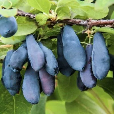 Саженцы жимолости оптом в Пскове