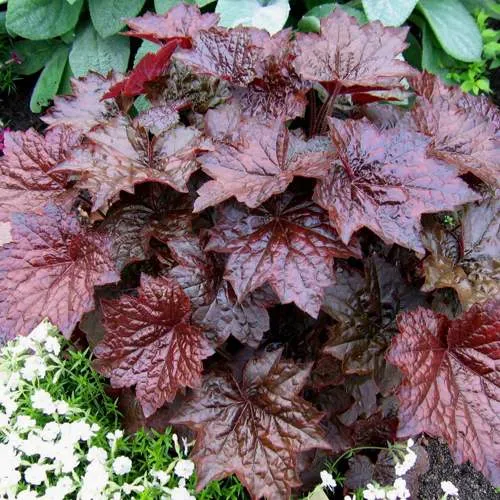 Гейхера ПАЛАС ПУРПЛ  Гейхера ПАЛАС ПУРПЛ в Пскове