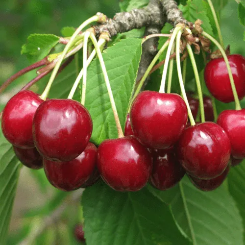 Черешня ГРОНКОВАЯ  Черешня ГРОНКОВАЯ в Пскове