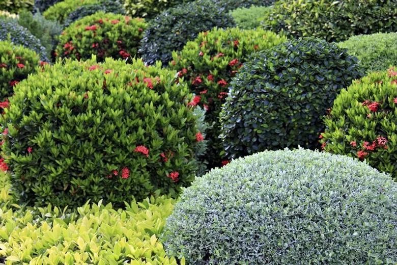 Новинки: саженцы для украшения вашего сада