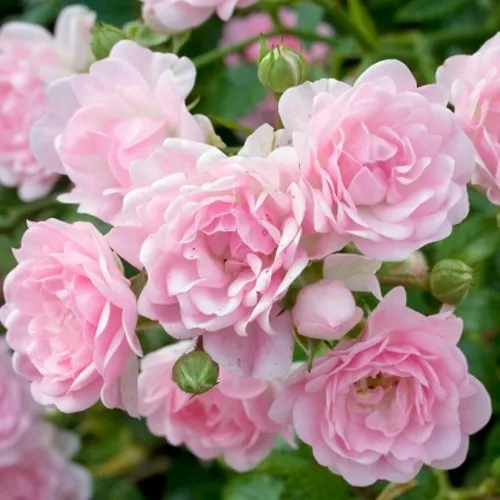 Саженцы роз ЗЕ ФЕЙРИ почвопокровная  Саженцы роз ЗЕ ФЕЙРИ почвопокровная в Пскове