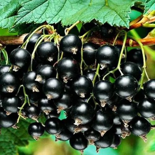 Смородина черная АТЛАНТ в Пскове