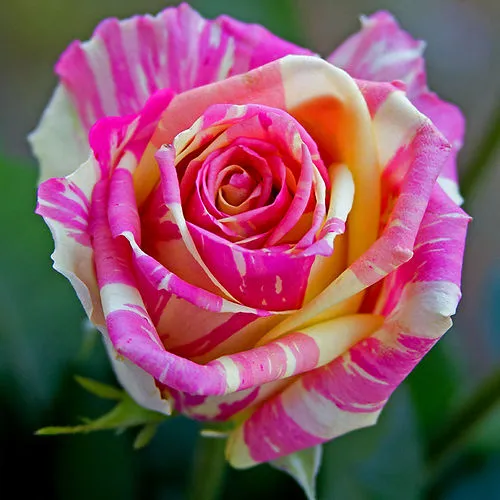 Саженцы роз ФИЕСТА чайно-гибридная  Саженцы роз ФИЕСТА чайно-гибридная в Пскове