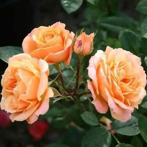 Саженцы роз КЛЕМЕНТИНА миниатюрная в Пскове