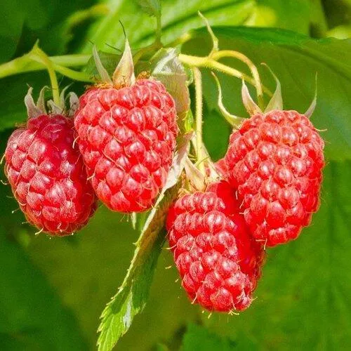 Малина ИЗОБИЛЬНАЯ в Пскове