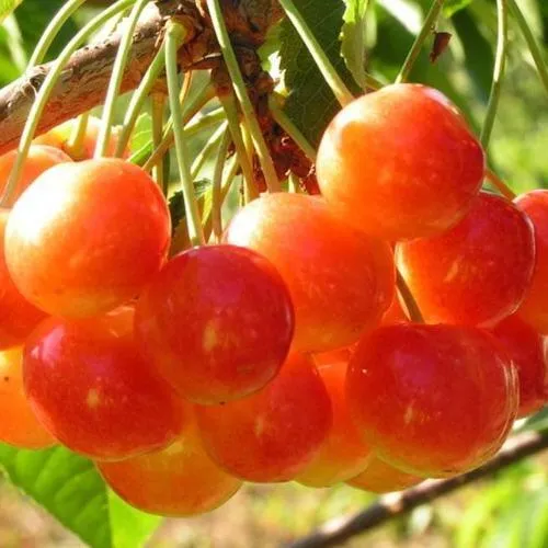 Черешня СОПЕРНИЦА  Черешня СОПЕРНИЦА в Пскове