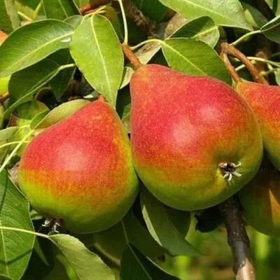 Саженцы груши оптом в Пскове