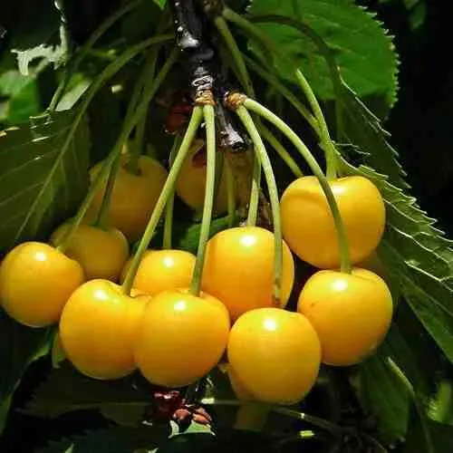 Черешня ЧЕРМАШНАЯ  Черешня ЧЕРМАШНАЯ в Пскове