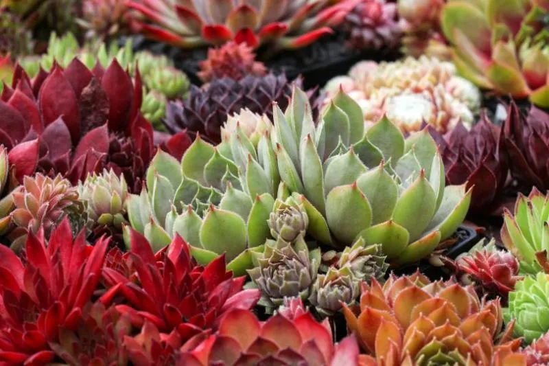 Обновление ассортимента саженцев молодило на осень 2025 года