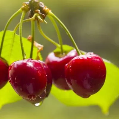 Черешня СИНЯВСКАЯ  Черешня СИНЯВСКАЯ в Пскове