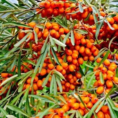 Саженцы облепихи оптом в Пскове