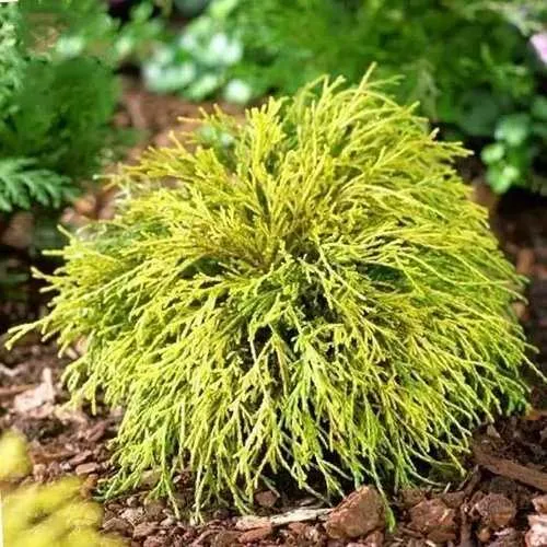 Кипарисовик ВАВЕЛ горохоплодный в Пскове