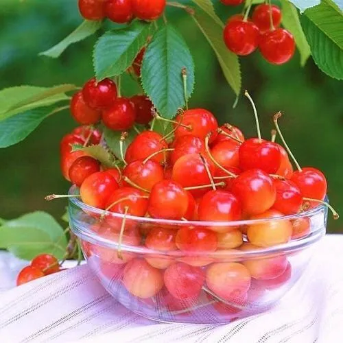 Черешня НАСЛАЖДЕНИЕ  Черешня НАСЛАЖДЕНИЕ в Пскове