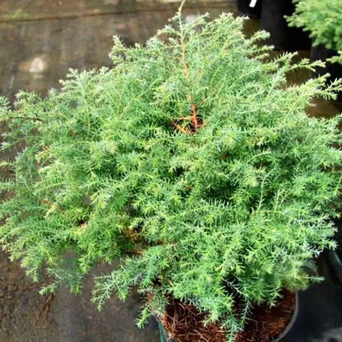 Кипарисовик СКВАРРОЗА горохоплодный в Пскове