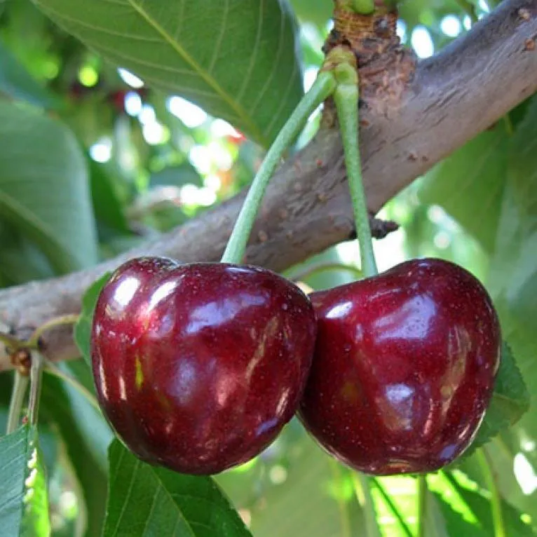 Черешня СЮБАРОВСКАЯ  Черешня СЮБАРОВСКАЯ в Пскове