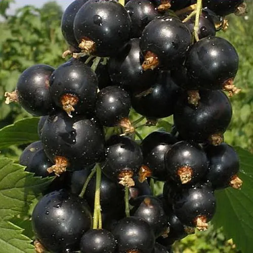 Смородина черная ИСКУШЕНИЕ в Пскове