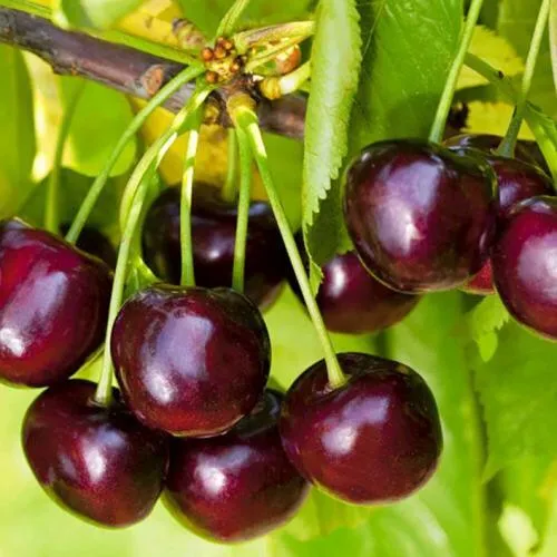 Черешня ИПУТЬ  Черешня ИПУТЬ в Пскове