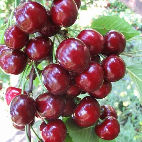 Черешня ОДРИНКА  Черешня ОДРИНКА в Пскове