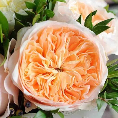 Дэвид остин розы.jpg