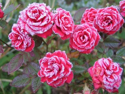 Морозостойкие розы.jpeg