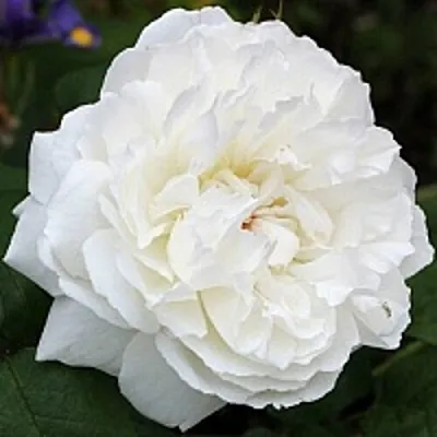 Саженцы роз ВИНЧЕСТЕР КАФЕДРАЛ английская  Саженцы роз ВИНЧЕСТЕР КАФЕДРАЛ английская в Пскове