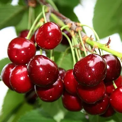 Черешня МИНЧАНКА  Черешня МИНЧАНКА в Пскове