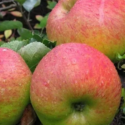 Яблоня ЯБЛОЧНЫЙ СПАС  Яблоня ЯБЛОЧНЫЙ СПАС в Пскове