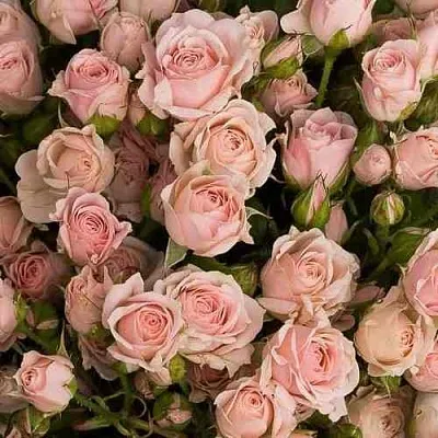 Саженцы роз ОДИЛЛИЯ спрей в Пскове