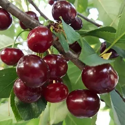 Дюк СЛАВЯНКА в Пскове