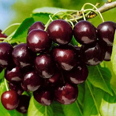 Черешня ВИТЯЗЬ  Черешня ВИТЯЗЬ в Пскове