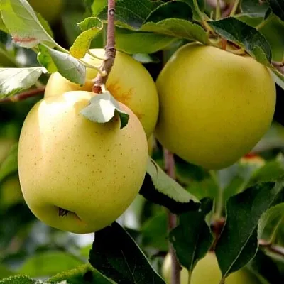 Яблоня ГОЛДЕН ВЛАДИМИРСКИЙ  Яблоня ГОЛДЕН ВЛАДИМИРСКИЙ в Пскове