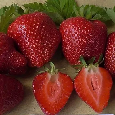 Клубника САНДРА  Клубника САНДРА в Пскове