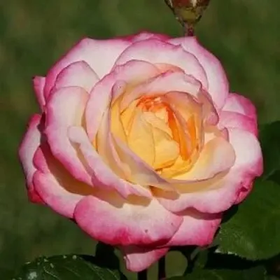 Саженцы роз ЛАМИНУЭТ флорибунда в Пскове