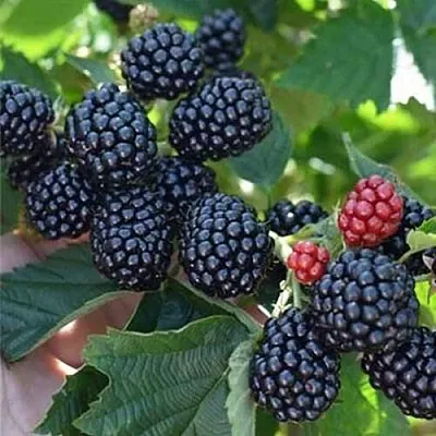 Ежевика ПОЛАР бесшипная в Пскове